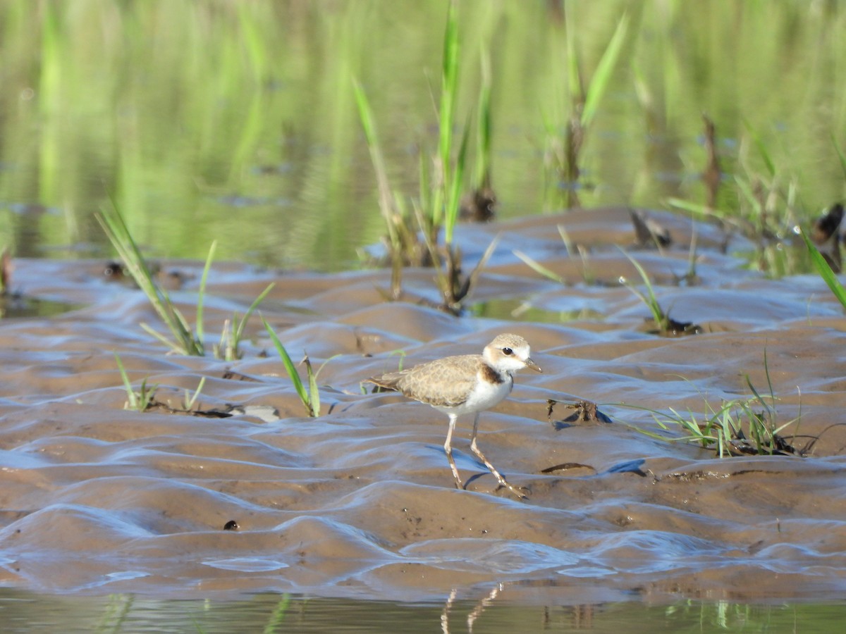 Collared Plover - ML644151870