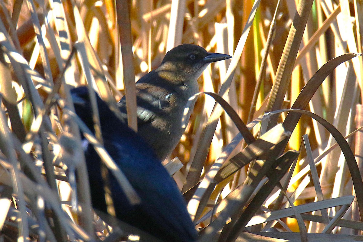 Great-tailed Grackle - ML644151880