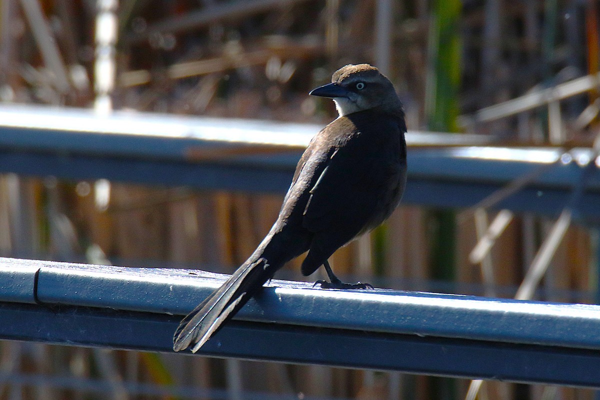 Great-tailed Grackle - ML644151881