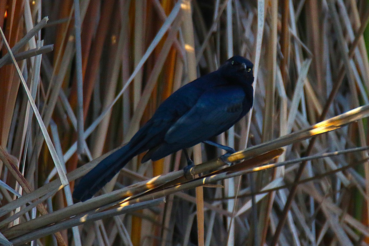 Great-tailed Grackle - ML644151882