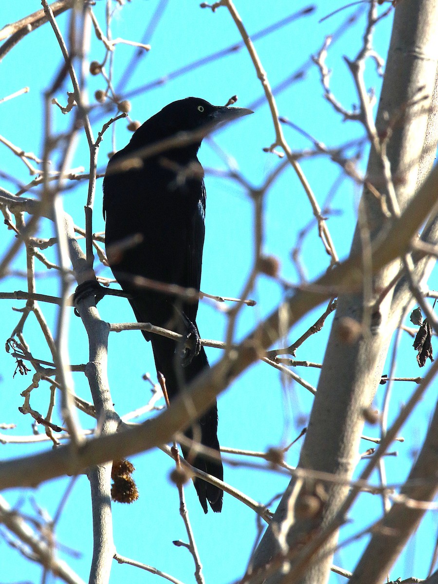 Great-tailed Grackle - ML644151883