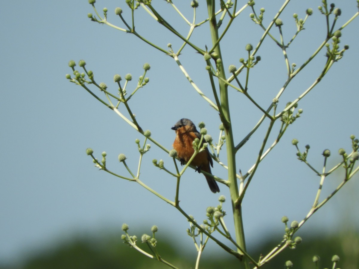 チャバラヒメウソ - ML644151884