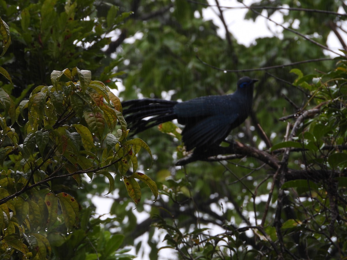 Blue Coua - ML644151889