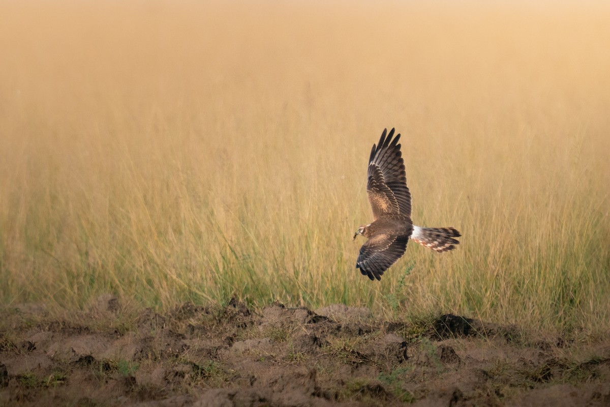 ヒメハイイロチュウヒ - ML644151896