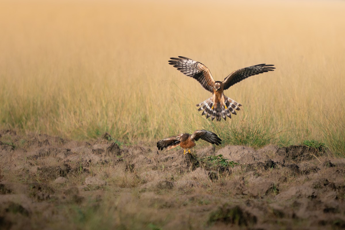 ヒメハイイロチュウヒ - ML644151897