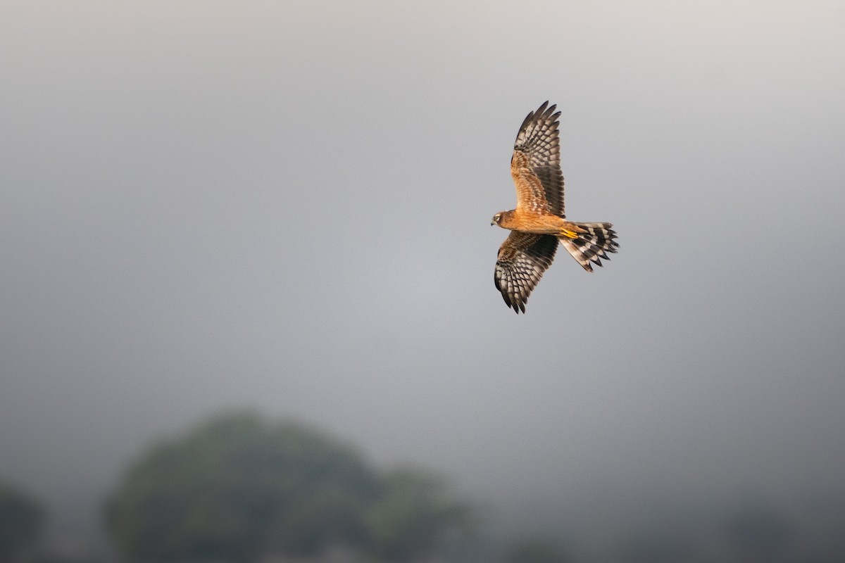 ヒメハイイロチュウヒ - ML644151898