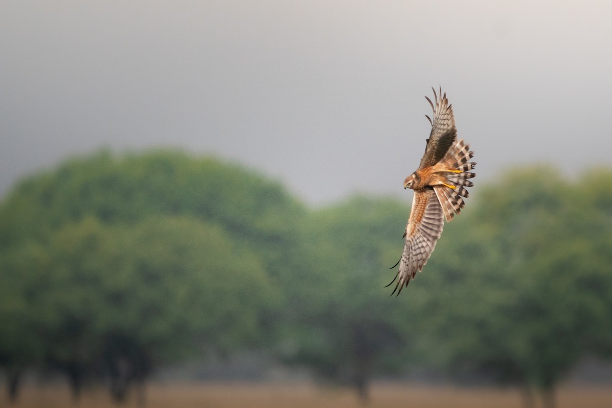 ヒメハイイロチュウヒ - ML644151899