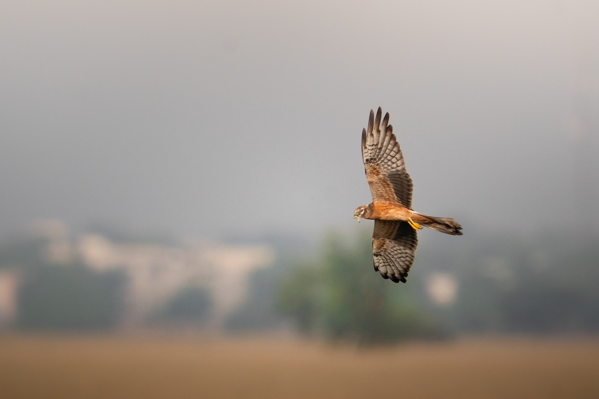 ヒメハイイロチュウヒ - ML644151900