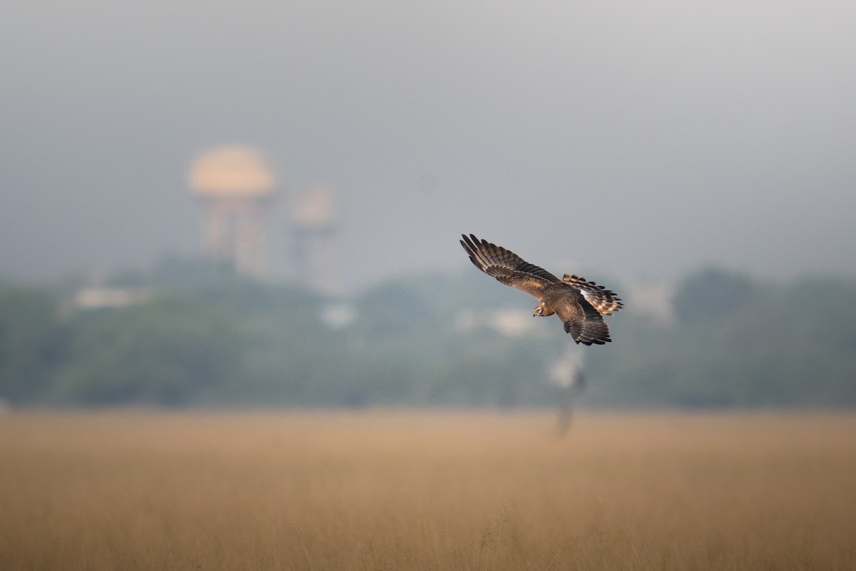 ヒメハイイロチュウヒ - ML644151901