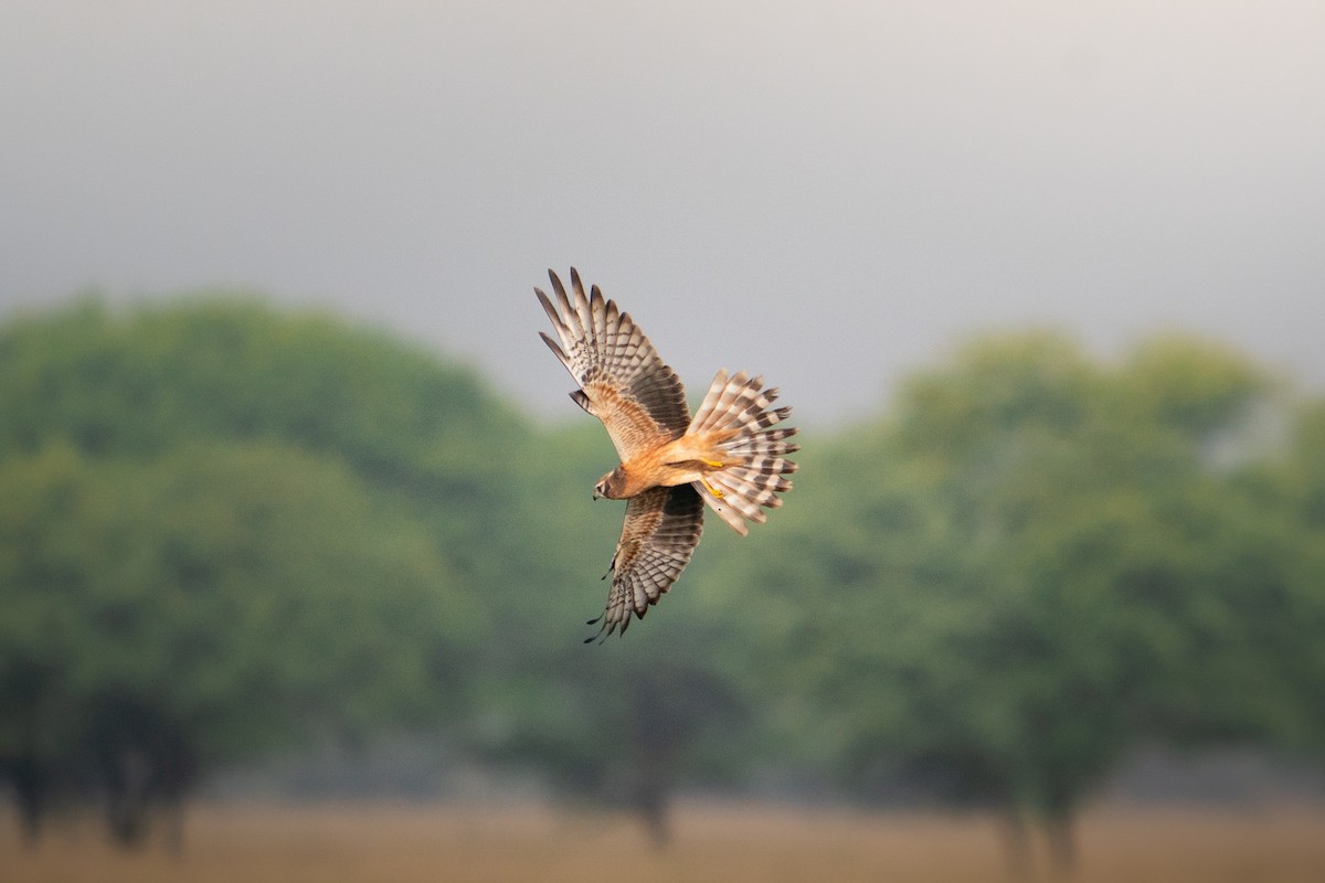 ヒメハイイロチュウヒ - ML644151902