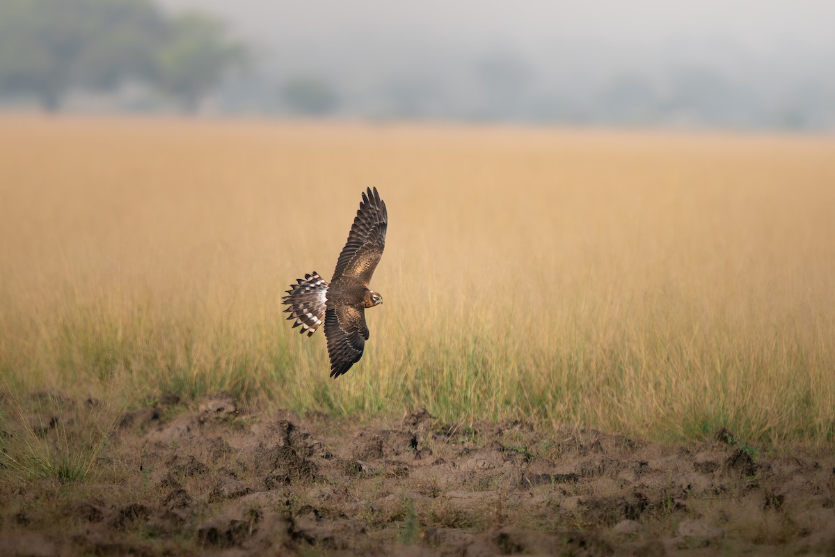 ヒメハイイロチュウヒ - ML644151903