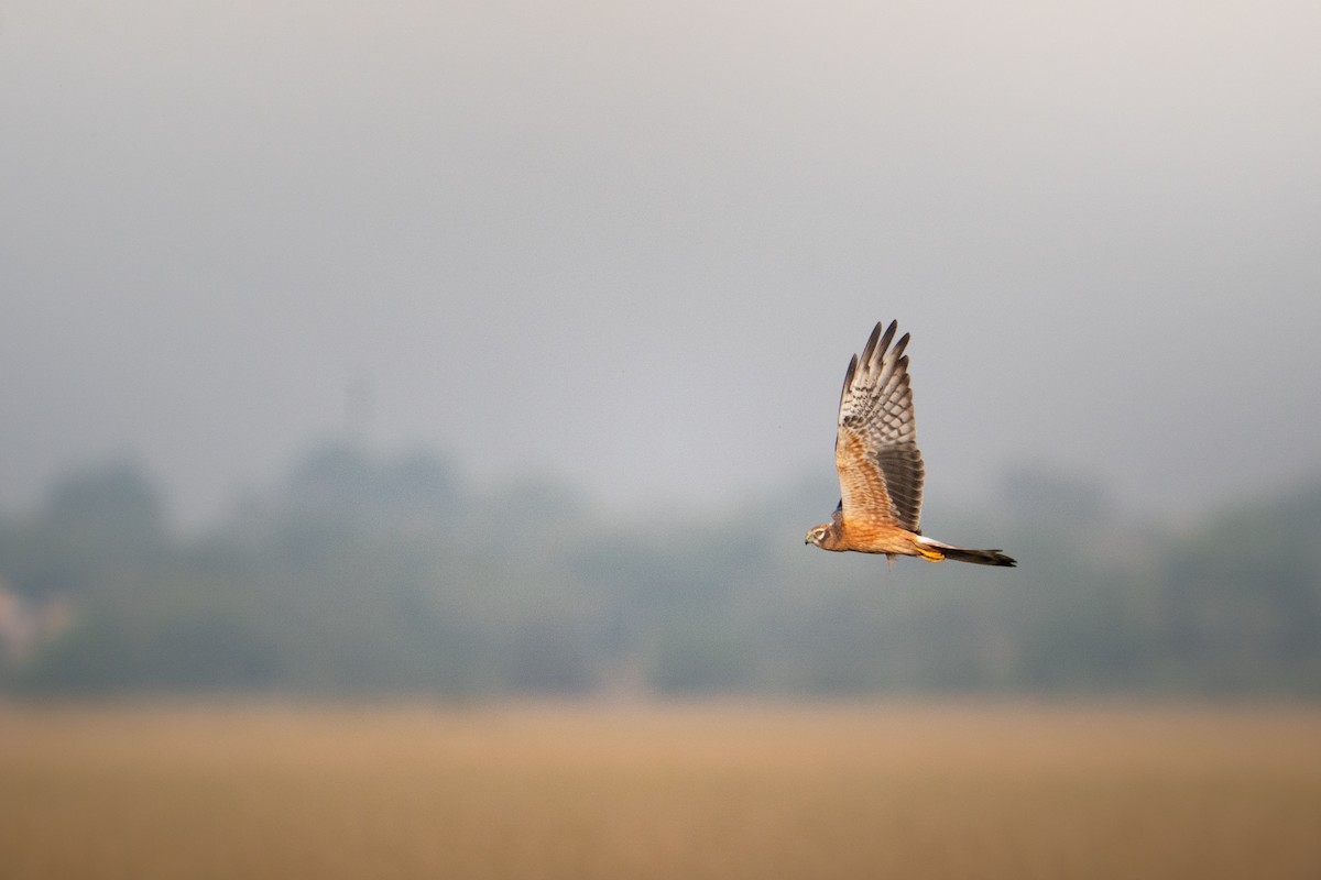 ヒメハイイロチュウヒ - ML644151904