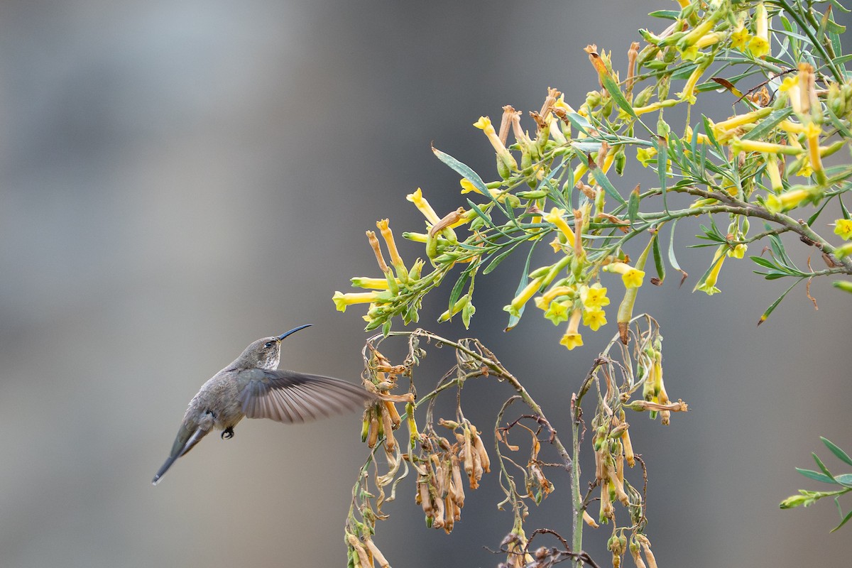 アンデスヤマハチドリ - ML644151907