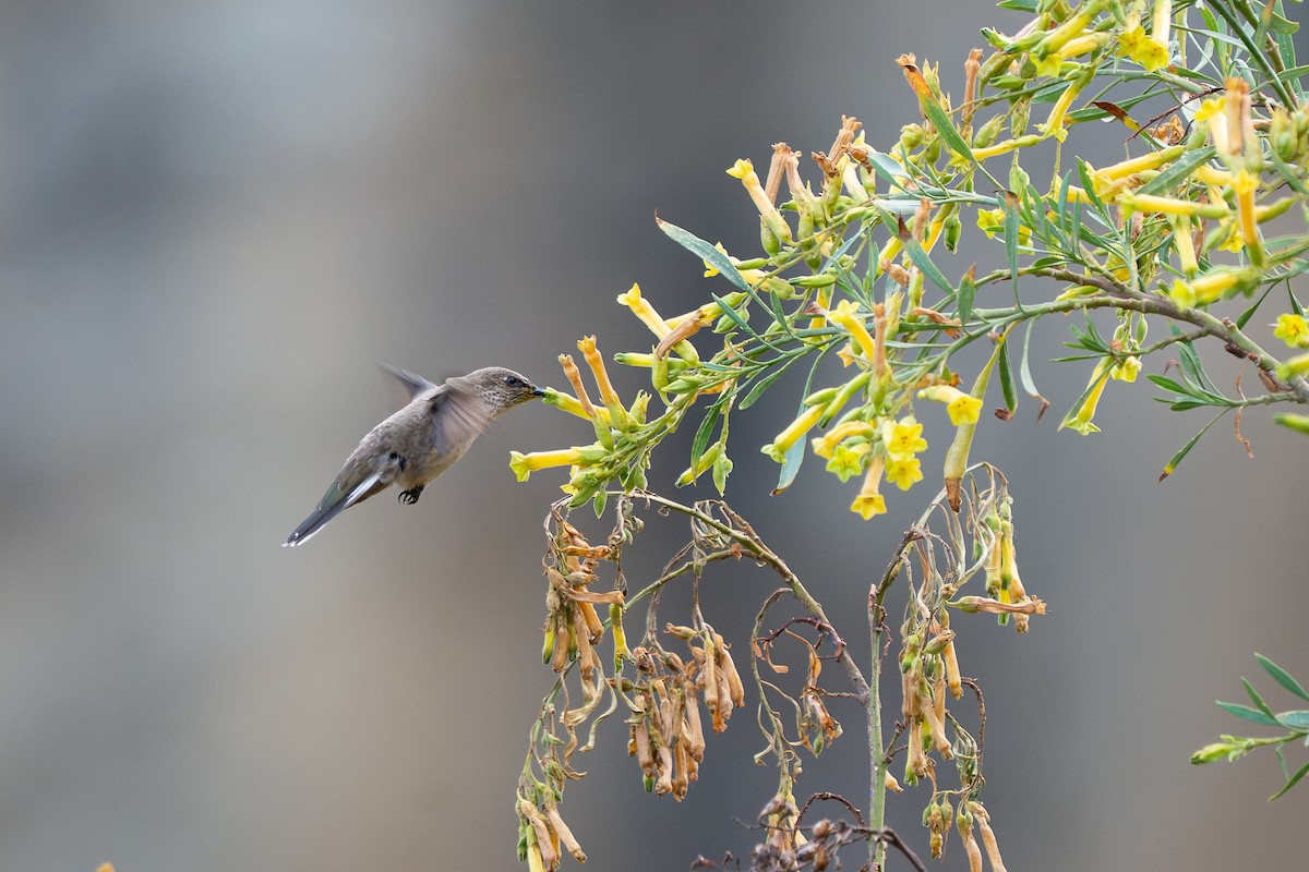 アンデスヤマハチドリ - ML644151909
