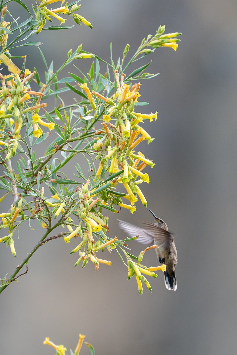 アンデスヤマハチドリ - ML644151910