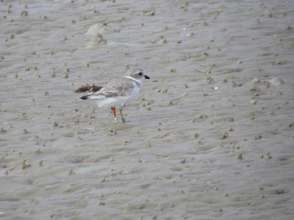 Flötenregenpfeifer - ML644151922