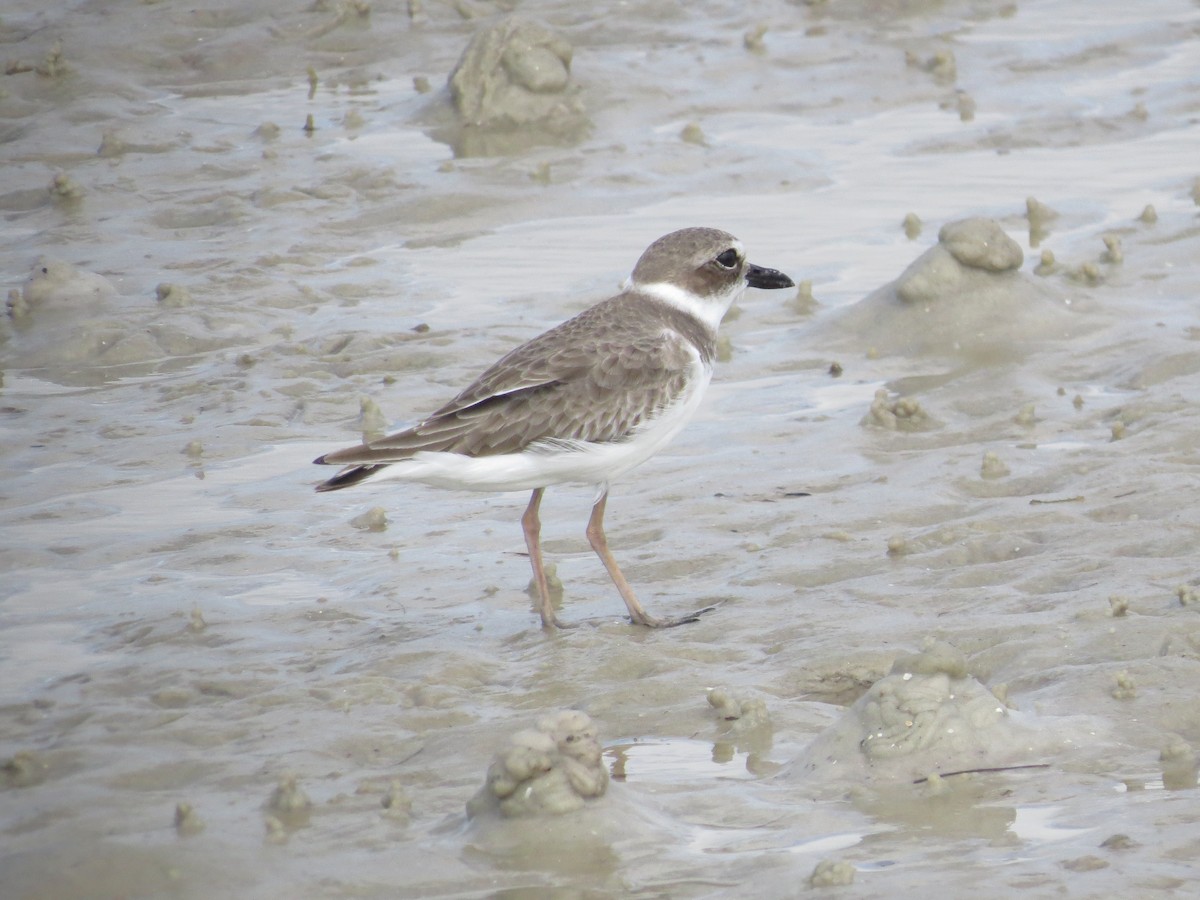 Wilsonregenpfeifer - ML644151926