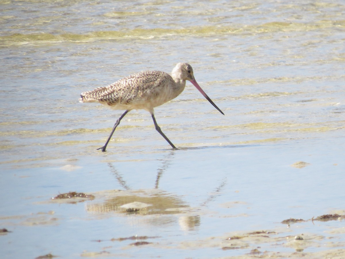 Marmorschnepfe - ML644151931