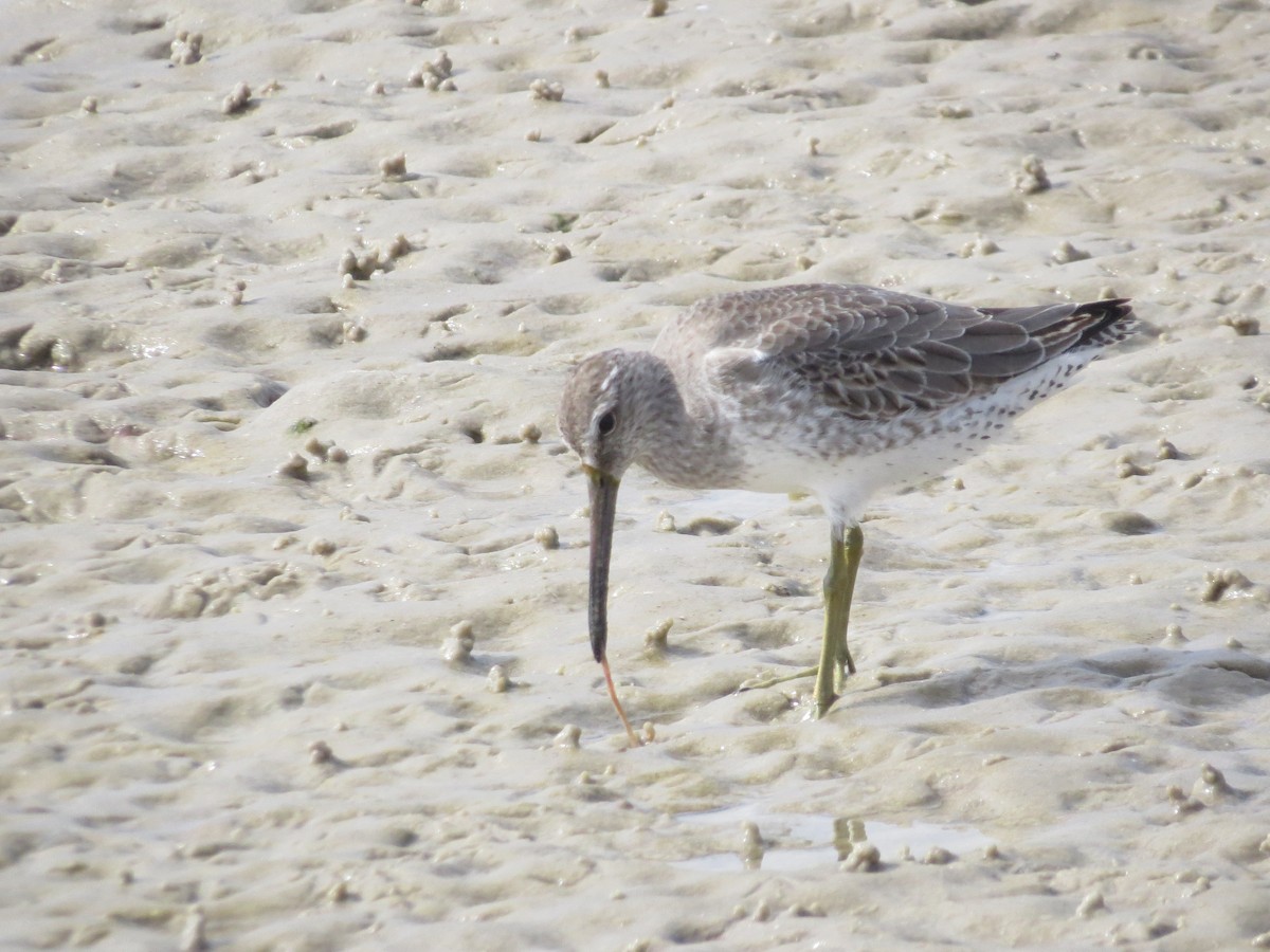 Moorschlammläufer - ML644151933