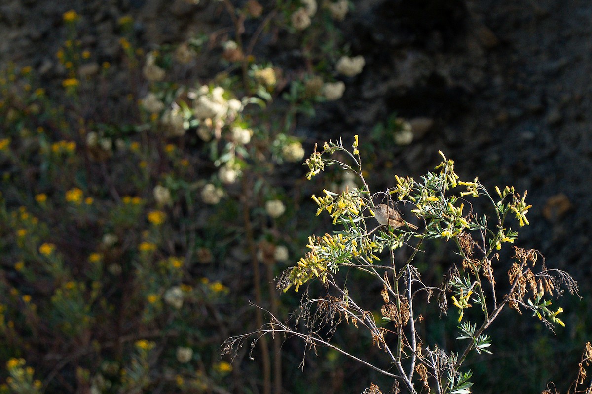 Streak-fronted Thornbird - ML644151936