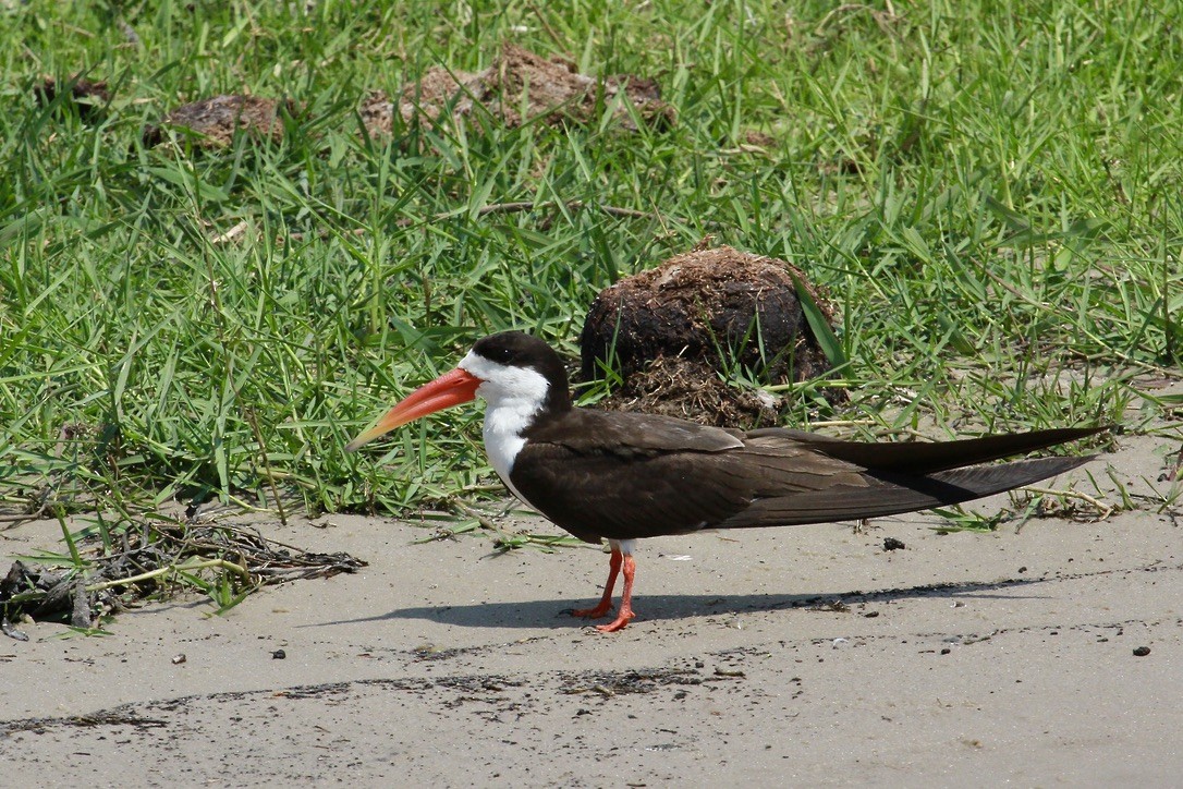 African Skimmer - ML644151938