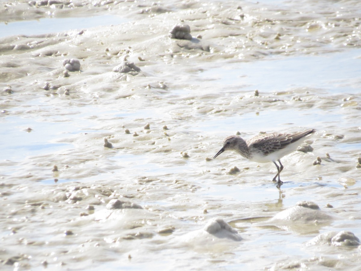 Wiesenstrandläufer - ML644151940