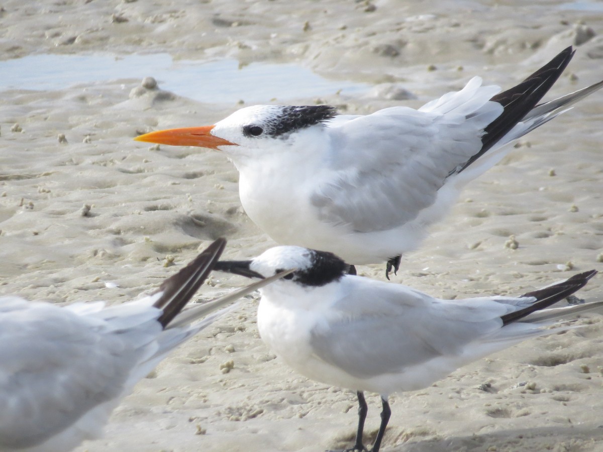 Royal Tern - ML644151947