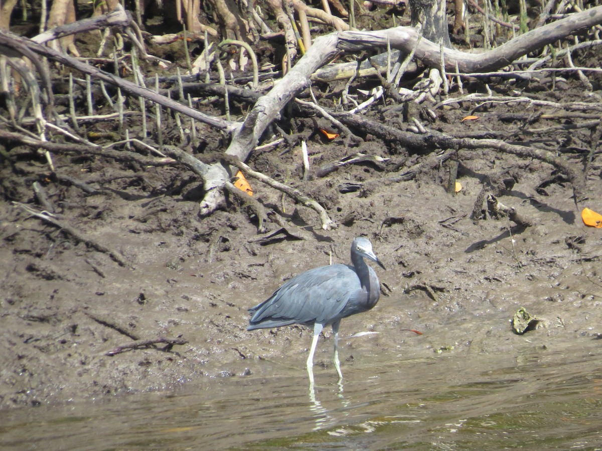 Blaureiher - ML644151948