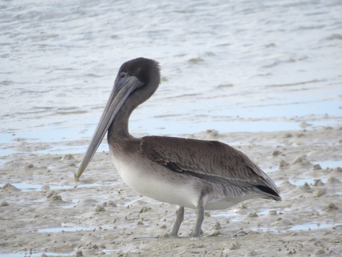 Braunpelikan - ML644151952