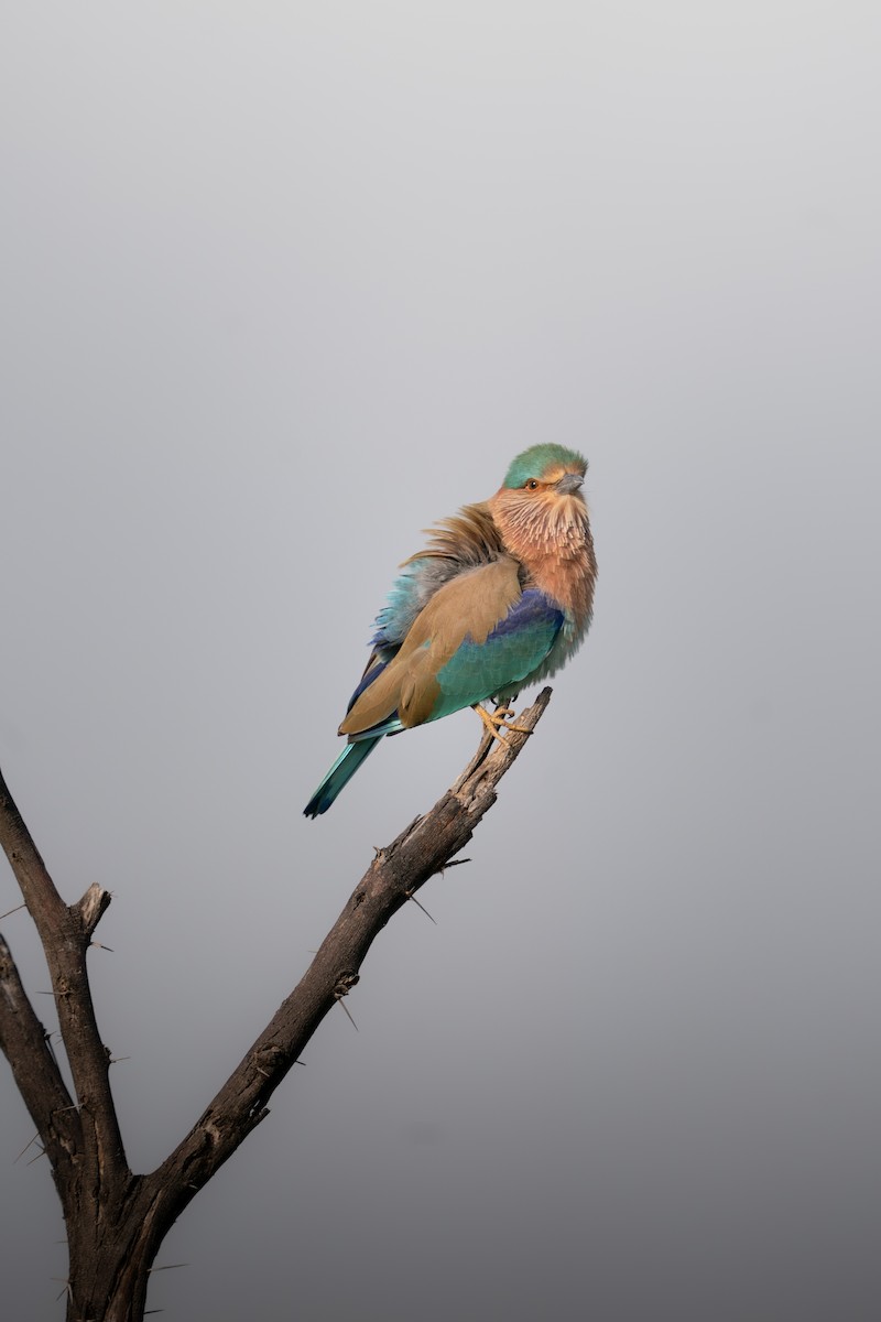 Indian Roller - ML644151958