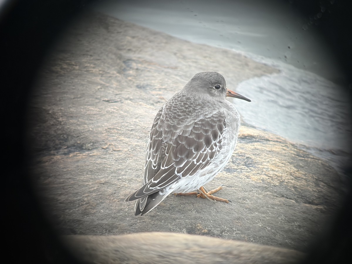Purple Sandpiper - ML644151966