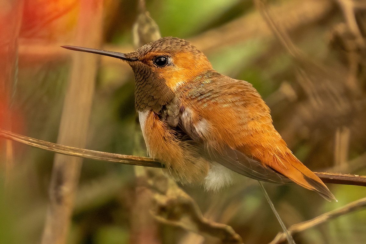 Rufous Hummingbird - ML644151973