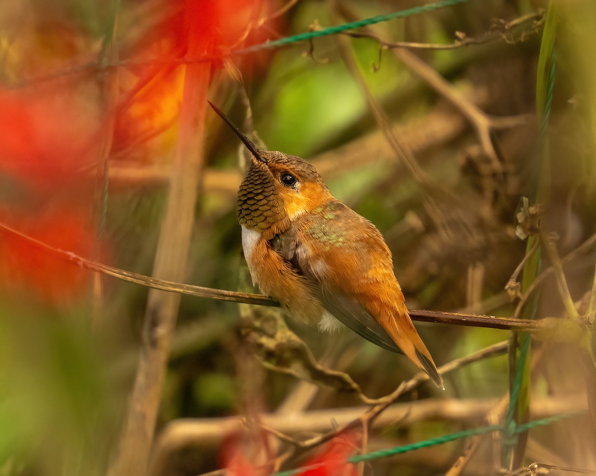 Rufous Hummingbird - ML644151975