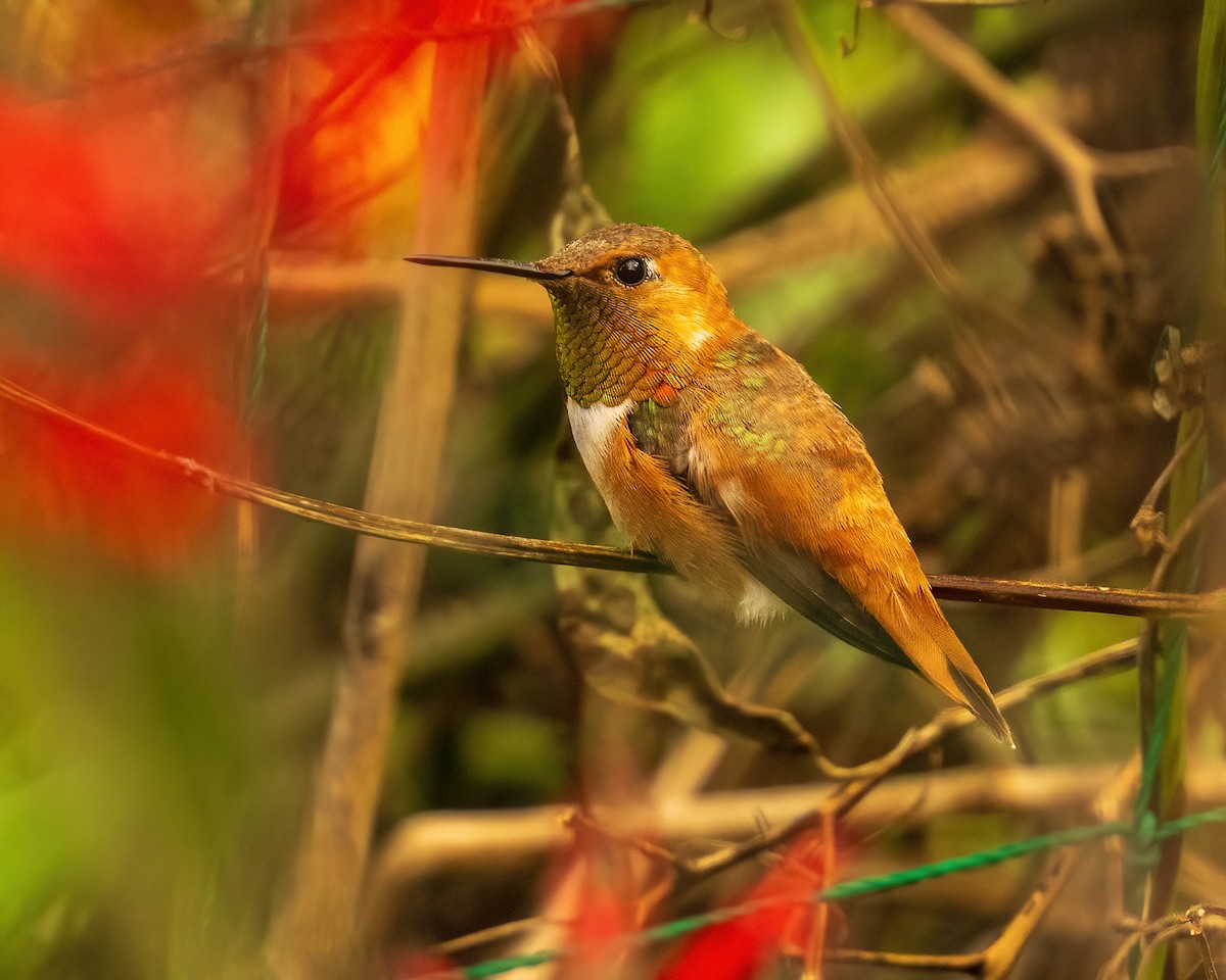 Rufous Hummingbird - ML644151976