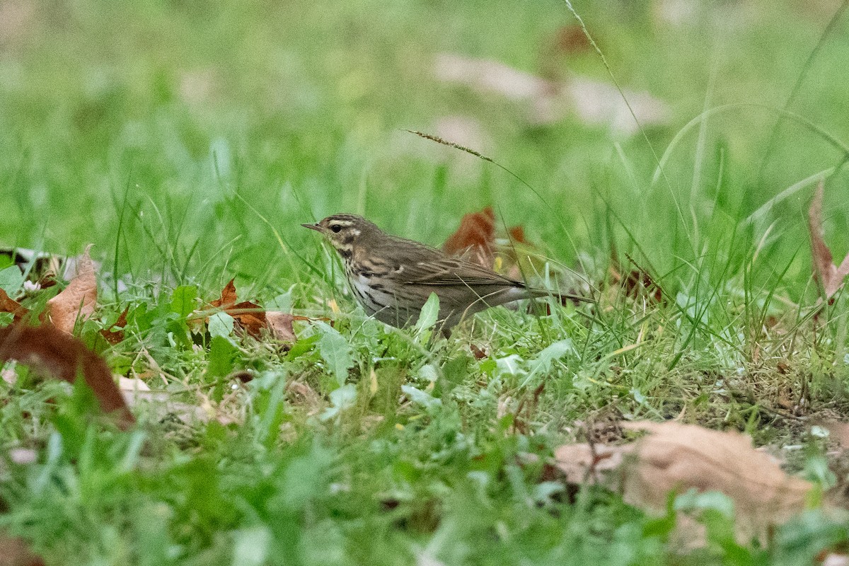 Olive-backed Pipit - ML644151992