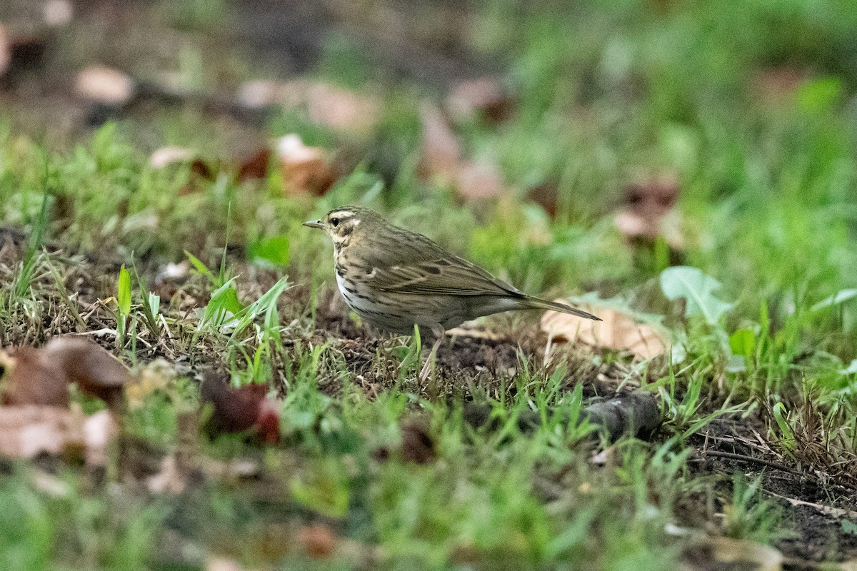 Olive-backed Pipit - ML644151994