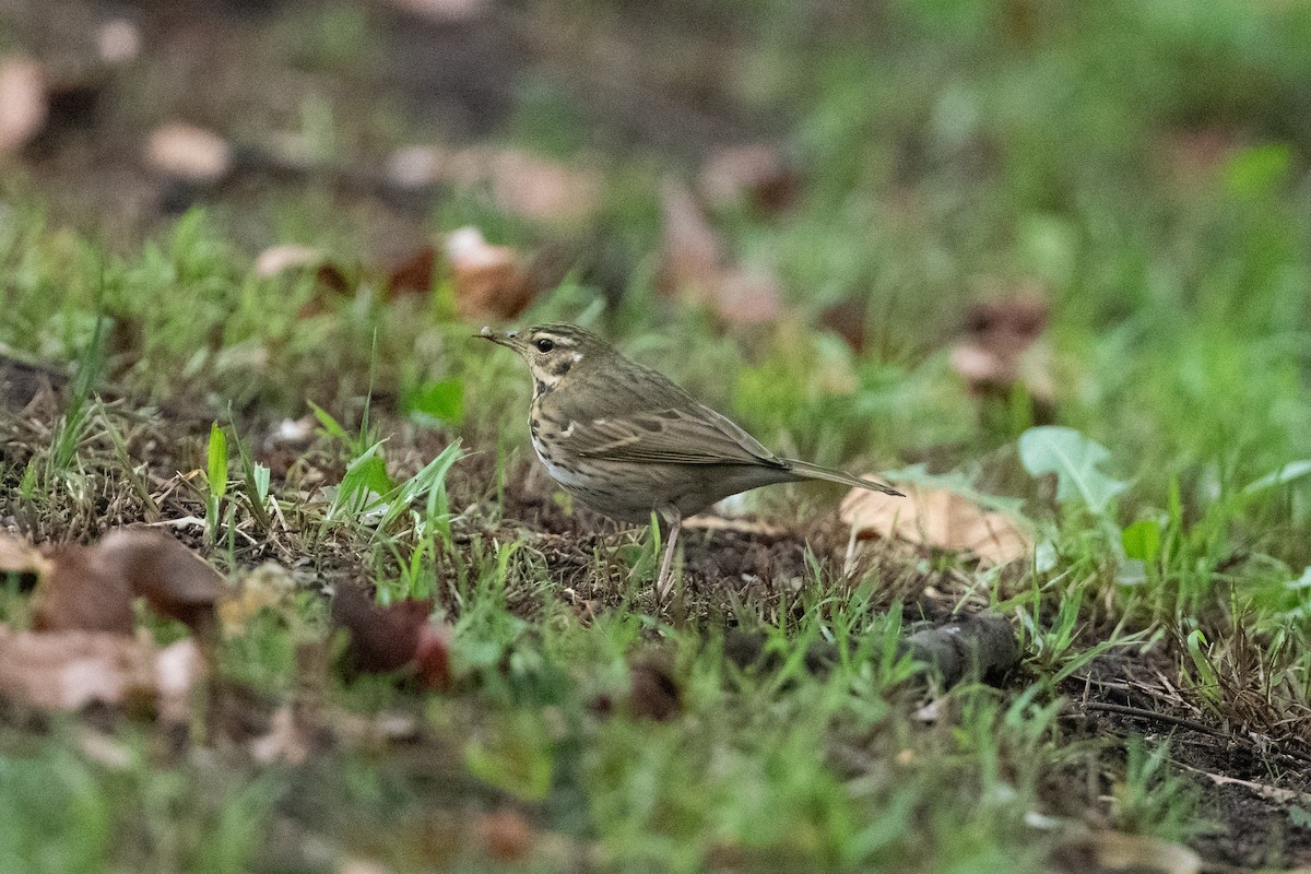 Olive-backed Pipit - ML644151995