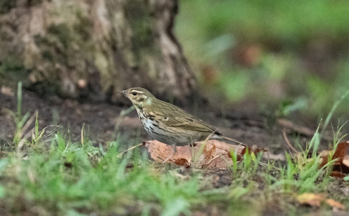 Olive-backed Pipit - ML644151996