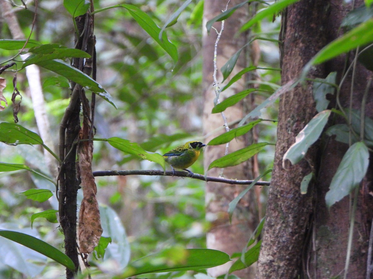 Танагра золотогруда - ML644151997