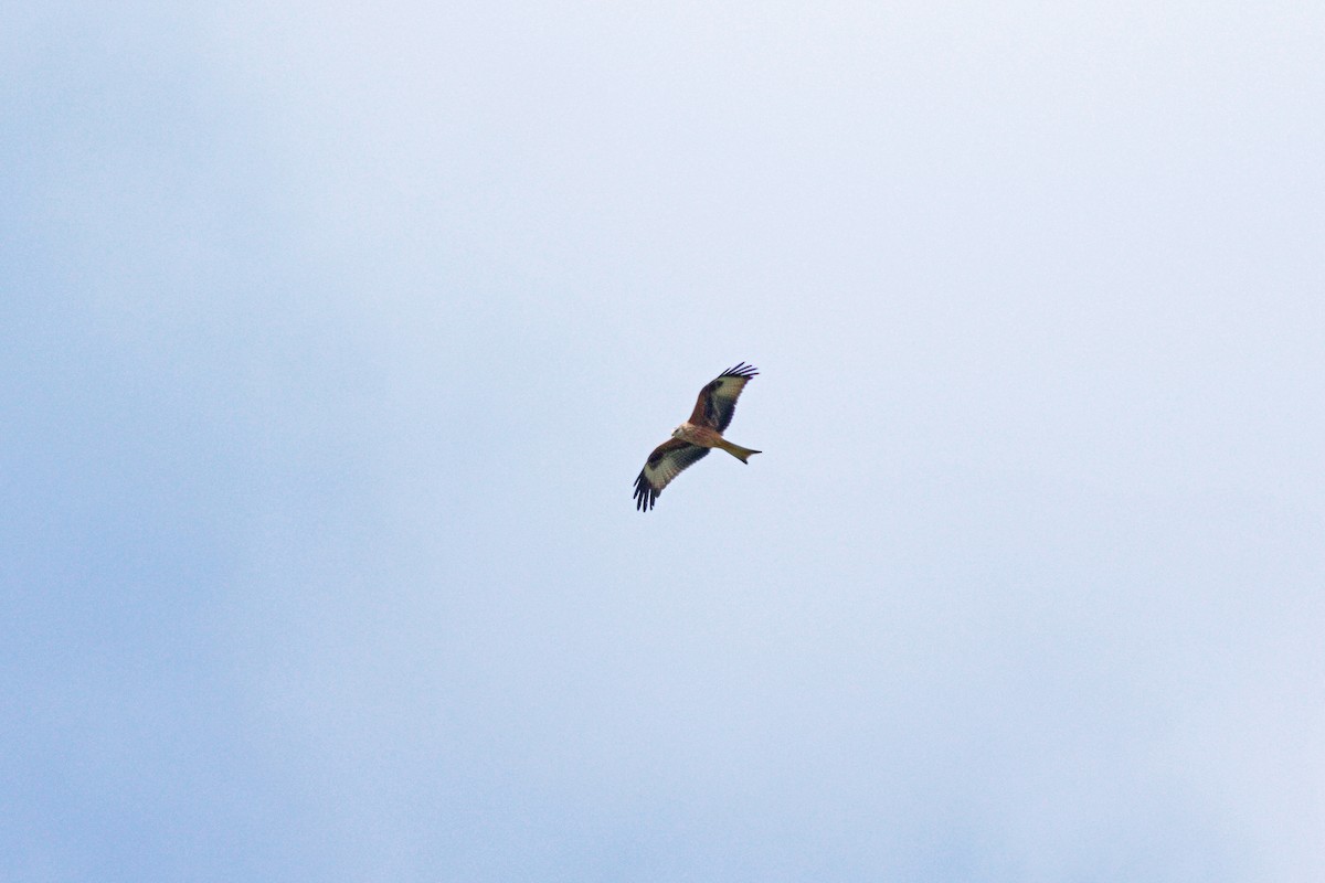 luňák červený - ML644152017