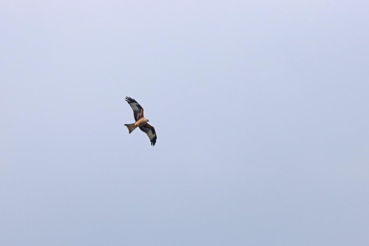 luňák červený - ML644152018