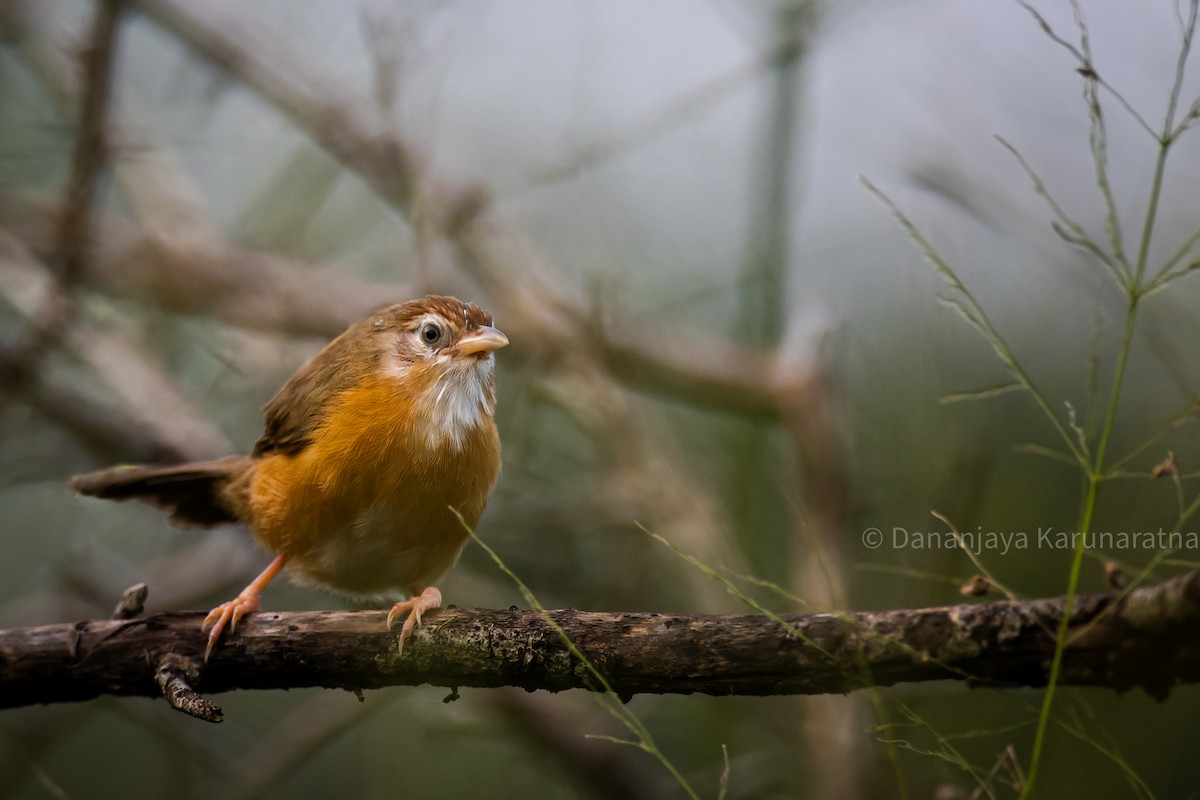 Tawny-bellied Babbler - Dananjaya Karunaratna
