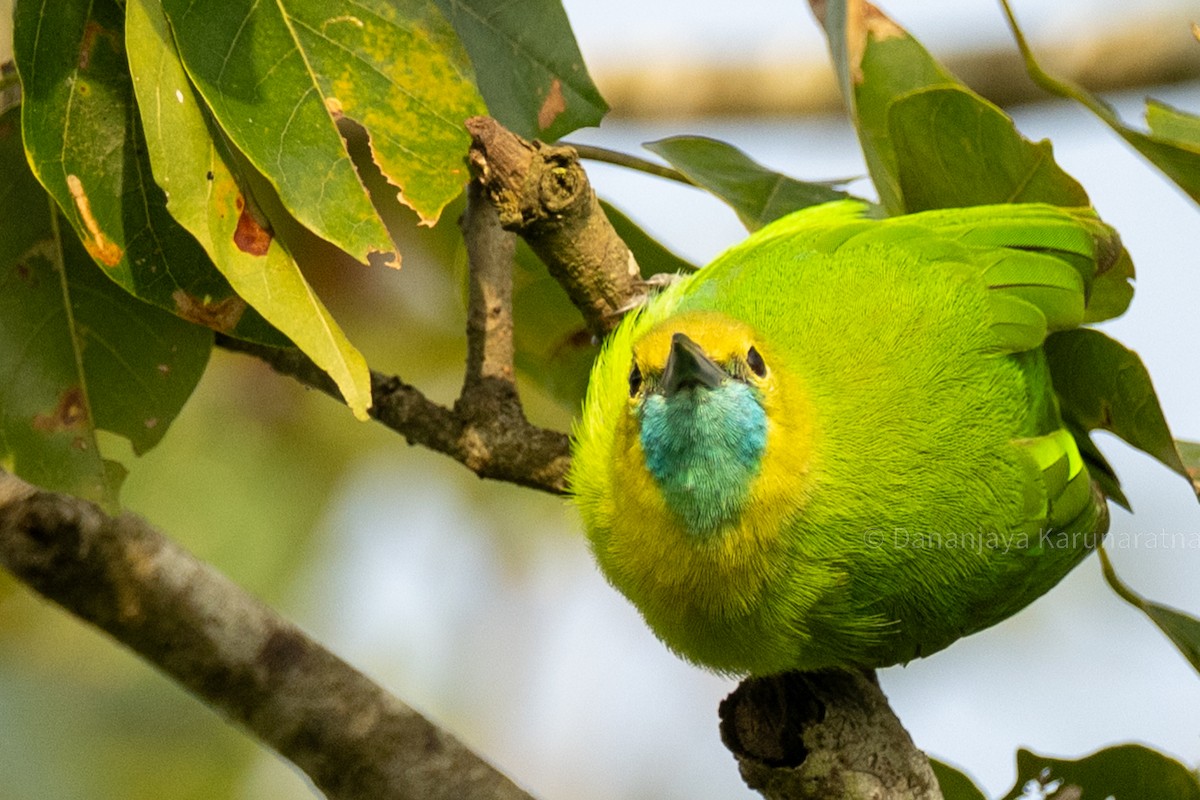 Jerdon's Leafbird - ML644152031