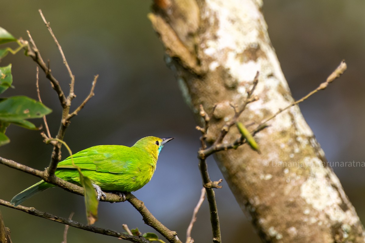 Jerdon's Leafbird - ML644152032