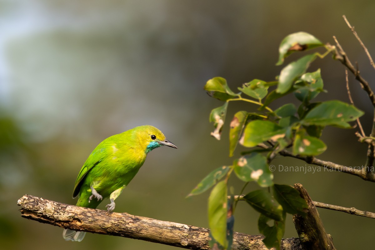 Jerdon's Leafbird - ML644152033