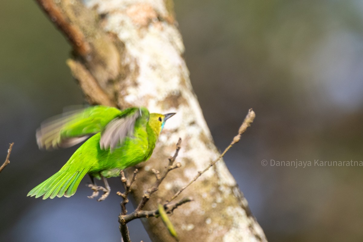 Jerdon's Leafbird - ML644152034