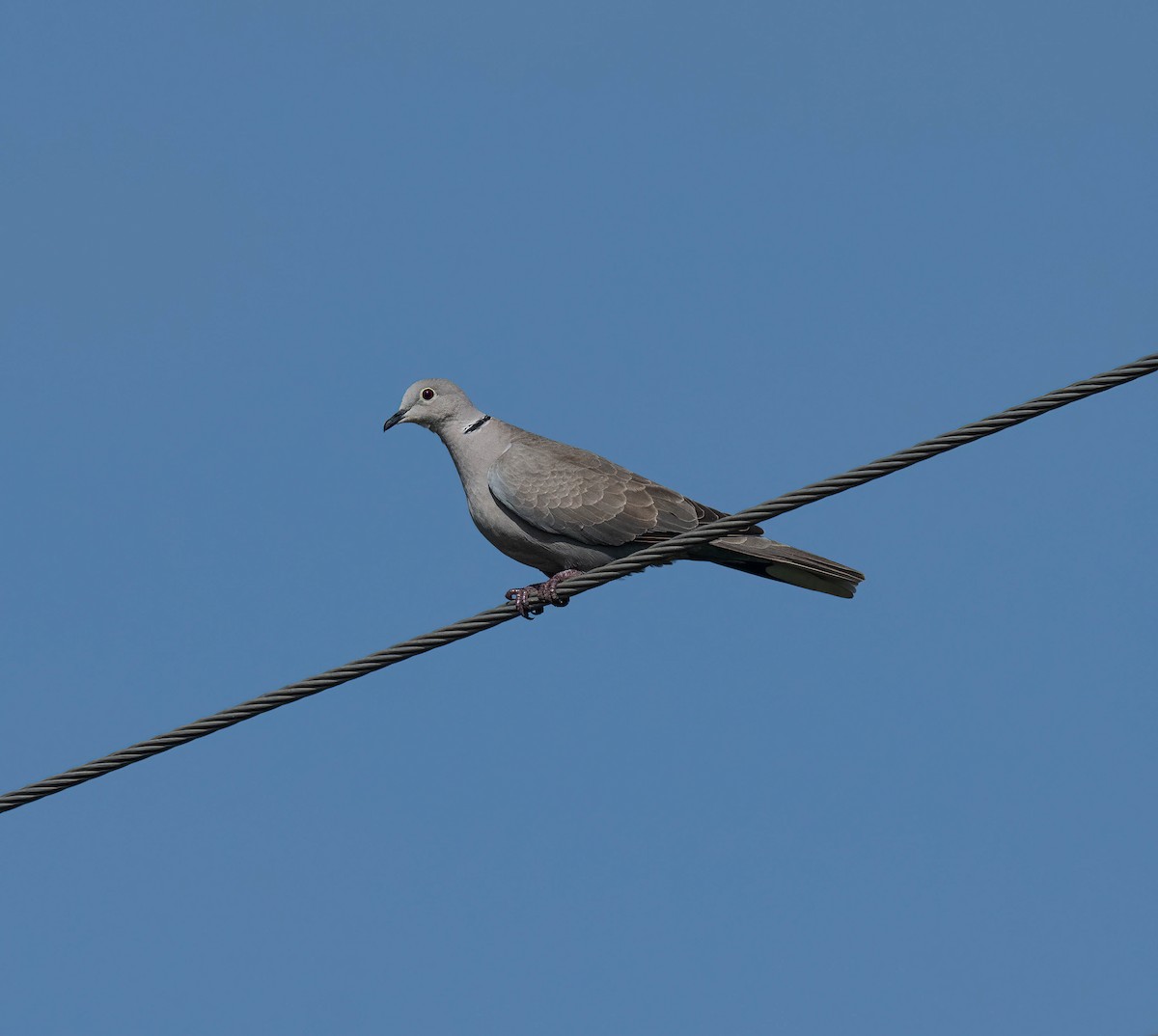 Eurasian Collared-Dove - ML644152039