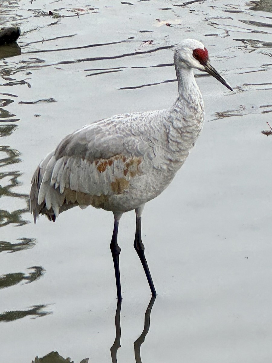 Sandhill Crane - ML644152042