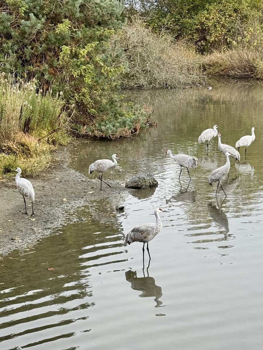 Sandhill Crane - ML644152043