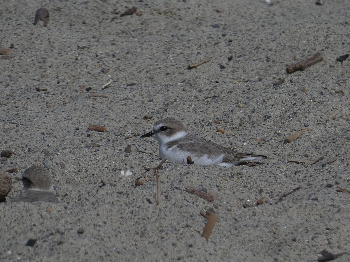 Snowy Plover - ML644152050